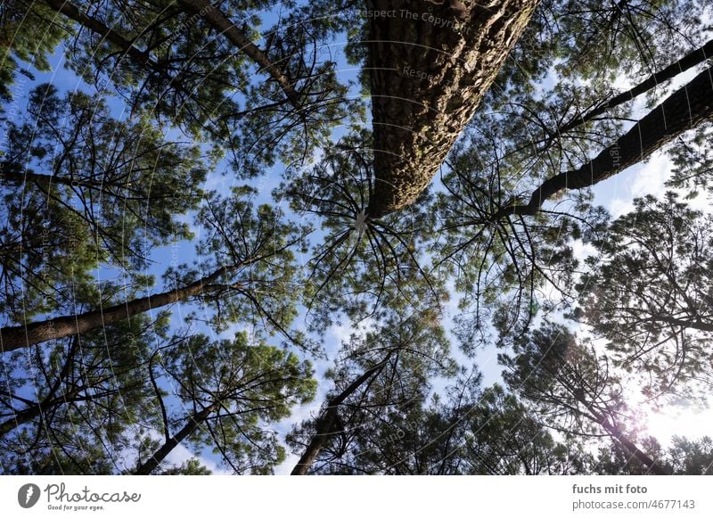 im Pinienwald. Blick in den Himmel Bäume Froschperspektive Wald Outdoor Nadelbäume pinienwald Natur Umwelt Menschenleer Farbfoto ruhig Tag Außenaufnahme Baum