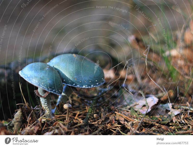 Grünspan-Träuschling Umwelt Natur Herbst Pilz Wald Waldboden stehen Wachstum außergewöhnlich dunkel klein natürlich blau braun türkis standhaft ästhetisch