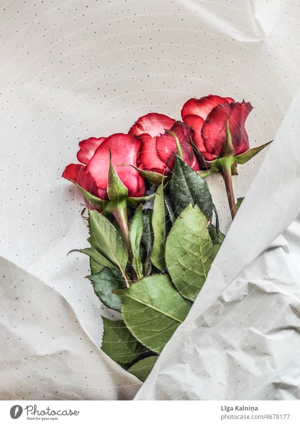 Rosen in Geschenkpapier rosa geblümt Blumenstrauß romantisch schön Dekoration & Verzierung Valentinsgruß Hochzeit Frühling Feiertag Hintergrund Pflanze