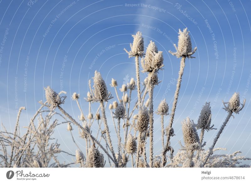 vertrocknete Samenstände der Wilden Karde mit Raureif vor blauem Himmel Wilde Karde Pflanze Samenstand Winter Wintermorgen Eiskristalle Kälte Frost