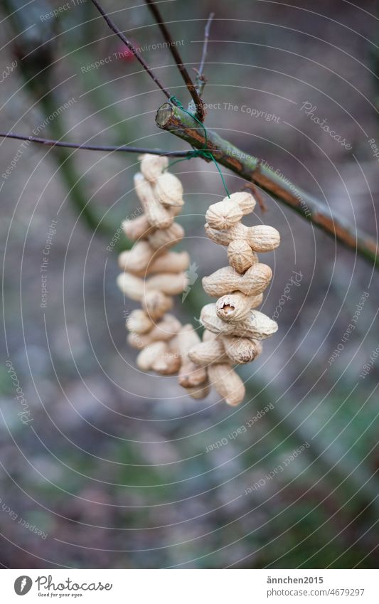 Erdnüsse sind auf einem Draht als Vogelfutter gefädelt und hängen im Garten an einem BaumInt Futter Vögel Vögel füttern Winter Frühling erdnüsse Tier Farbfoto