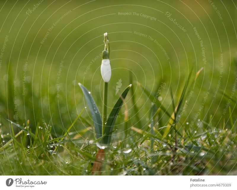 Ein einsames Schneeglöckchen steht auf einer taunassen Wiese. Frühling Blüte Blume Pflanze Natur grün weiß Farbfoto Frühlingsblume Außenaufnahme