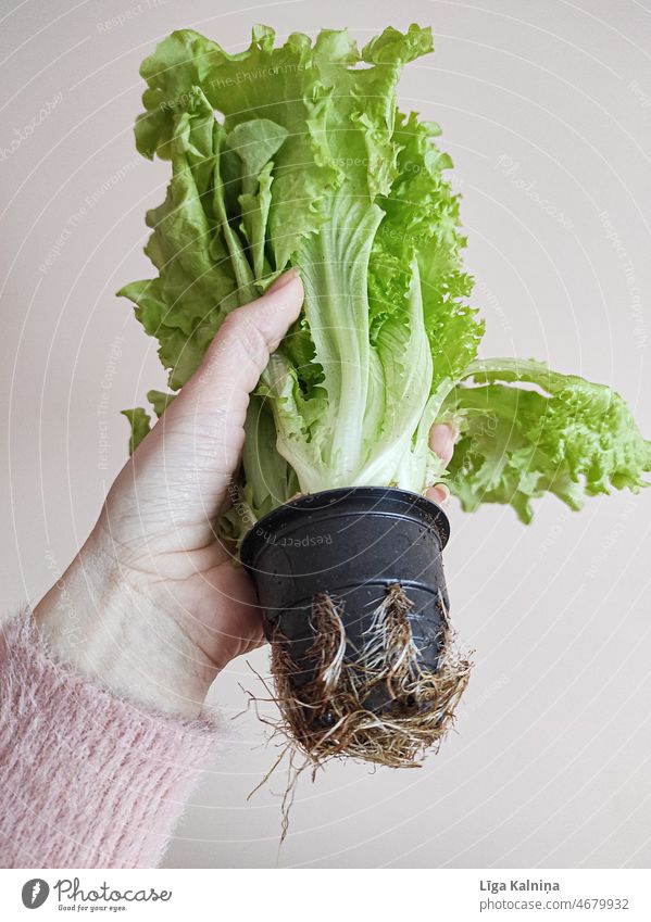 Hand mit grünem Salat im Topf Topfpflanze Küche Pflanze Blatt Wachstum Ernährung Grünpflanze Natur Kräuter & Gewürze Bioprodukte Tag Gesundheit Lebensmittel