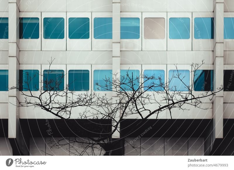 Moderne Fassade mit farbig spiegelnden Fenstern, davor ein kleiner dürrer Baum modern Silhouette Architektur Gebäude Stadt Glas Spiegelung Himmel blau Business