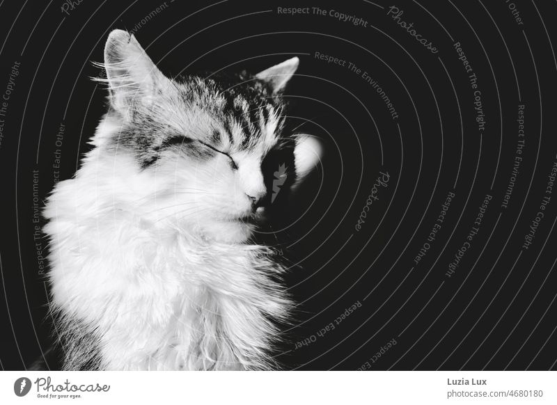 Katzentatzentraum: langhaariger Kater sitzt mit geschlossenen Augen im Mondlicht Langhaarige Katze hübsch Haustier Tier Fell Hauskatze fluffig niedlich kuschlig