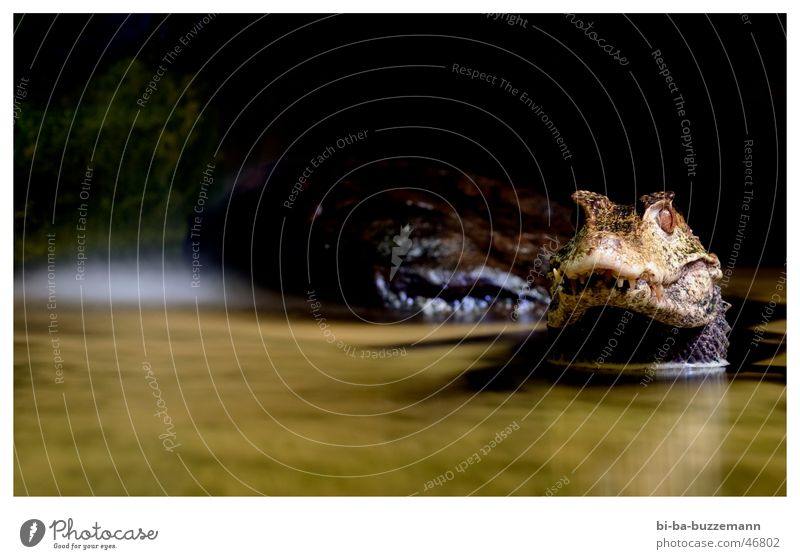 Krokodil Tier Zoo Schnauze Reflexion & Spiegelung Scheune Maul Wasser Auge Gebiss kroko Schatten
