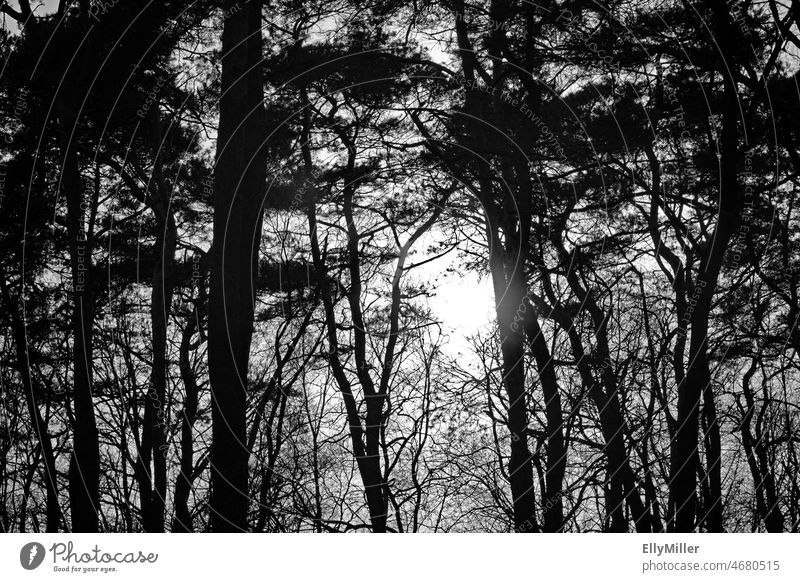 Licht im dunklen Wald Dunkelheit Bäume Schwarzweißfoto Lichtblick dunkel Menschenleer Natur Stimmung Landschaft geheimnisvoll spukhaft ruhig Mysterium natürlich