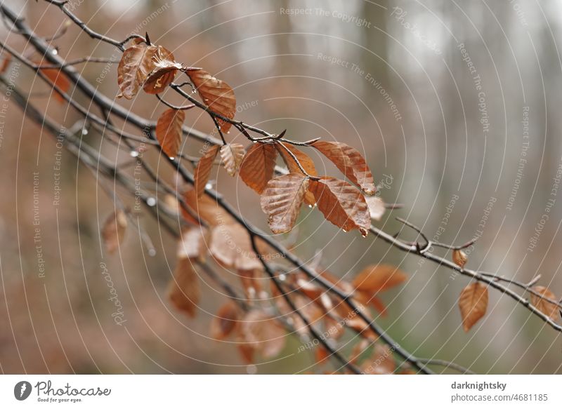 Blätter einer Buche im Detail, Fachs in einem Wald Zweige u. Äste Kontrast Baumkrone Baumrinde Schönes Wetter Sonnenlicht Laubbaum ruhig grün Tag Buchenblatt