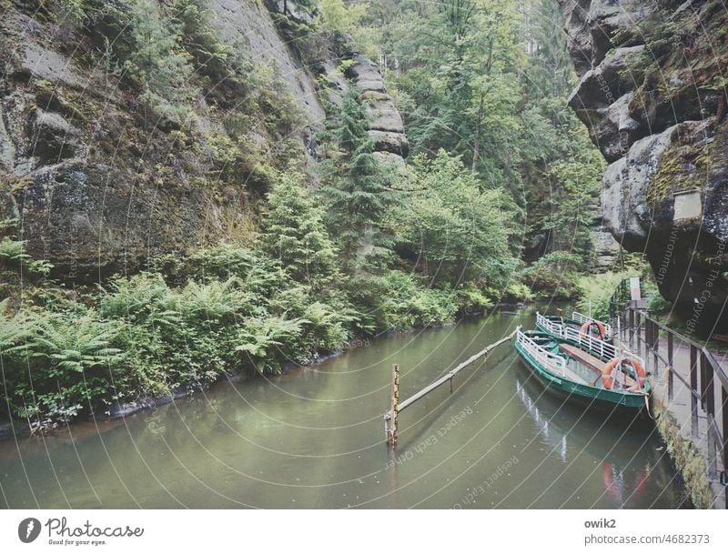 Trübe Wasser Waldidyll geruhsam Boot ruhig Waldlichtung urig dunkel Nationalpark Schönes Wetter Idylle Sächsische Schweiz Menschenleer Ostdeutschland Flusslauf