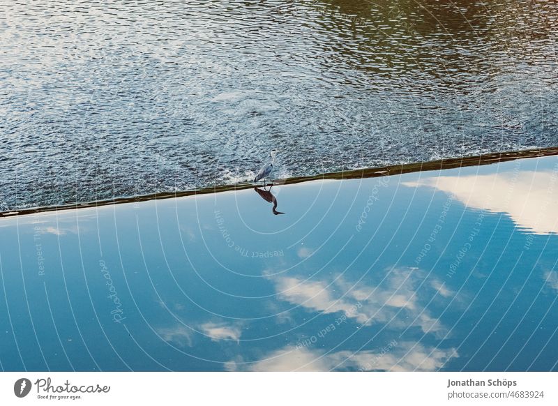 Reiher auf Kante im Fluss in Görlitz Spiegelbild Spiegelung im Wasser Reflexion & Spiegelung Vogel Tier Außenaufnahme Natur Farbfoto Menschenleer Wolken