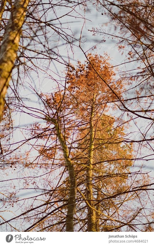 Baum in Abendsonne hinter Ästen Durchblick Herbst Spätsommer kahl Himmel orange Natur Zweige u. Äste Menschenleer Außenaufnahme Farbfoto Tag Pflanze