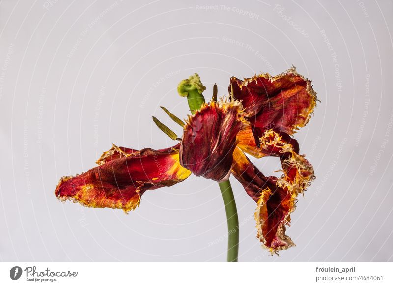 Schön verwelkt Tulpe Blume Blüte Frühling Pflanze rot Natur Farbfoto Nahaufnahme verblühen Vergänglichkeit vergänglich Leben mehrfarbig schön natürlich