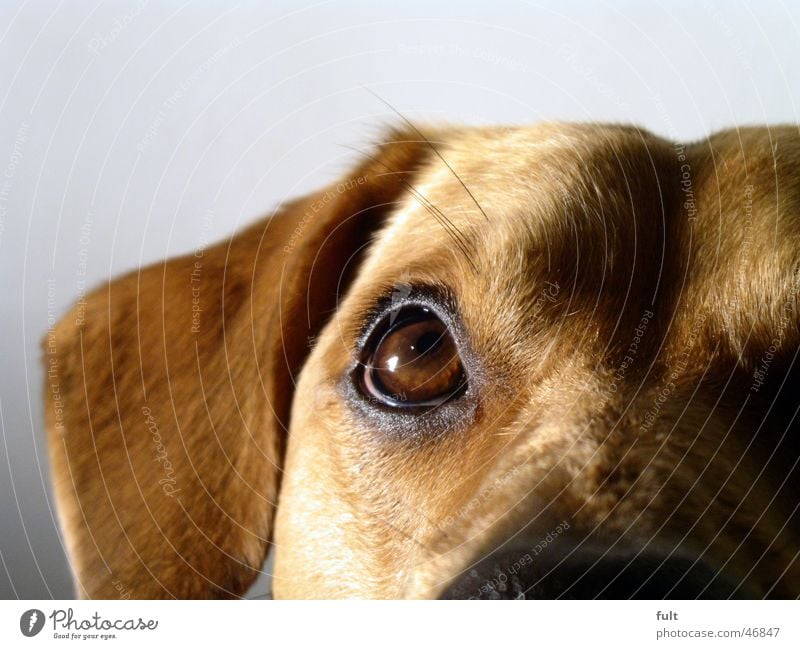 hund Auge Tier Stil ein lizenzfreies Stock Foto von Photocase