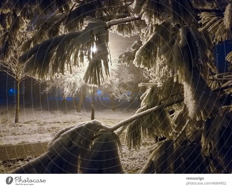 Mit Schnee bedeckter Tannenzweig. Nachtszene. 2020 Rumänien Timisoara Ast Feier Weihnachten kalt Dezember dekorativ grün Feiertag fröhlich Natur neu Park Kiefer