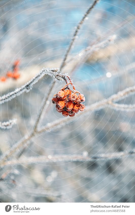 Gefrorene Vogelbeeren Baum gefroren Schnee Winter kalt Beeren glitzern