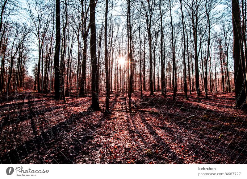 herbstsonne Wald fallende Blätter Sträucher Baum Herbst Landschaft Natur Herbstlaub Jahreszeiten Herbststimmung herbstlich Herbstfärbung herbstspaziergang Sonne