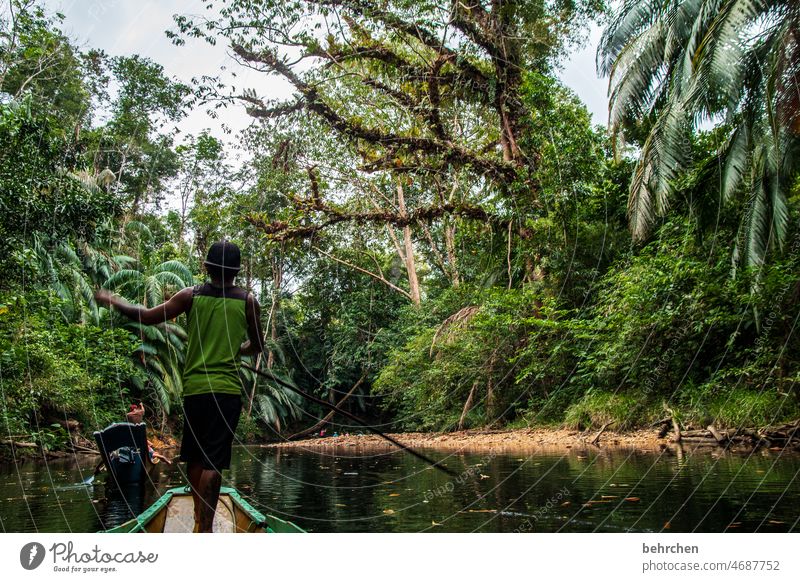 im regenwald Fernweh Baum Urwald Malaysia Ferien & Urlaub & Reisen Landschaft grün Umweltschutz Ferne Klima Klimawandel Pflanze fantastisch Paradies Asien