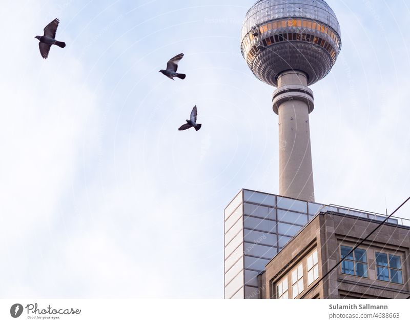 Tauben fliegen um den Berliner Fernsehturm TIERE Sehenswürdigkeit Turm Alexanderplatz Hauptstadt Berlin-Mitte Deutschland Architektur Außenaufnahme Wahrzeichen