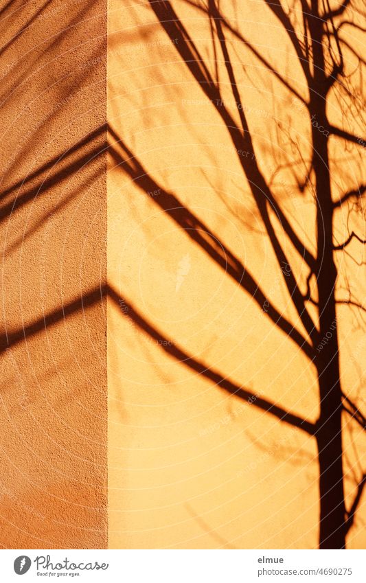 Schatten eines kahlen Baumes an einer orangefarbenen Hauswand, der sich über die Hausecke hinaus weiterzieht / Schattenspiel Baumschatten wohnen Wohnhaus