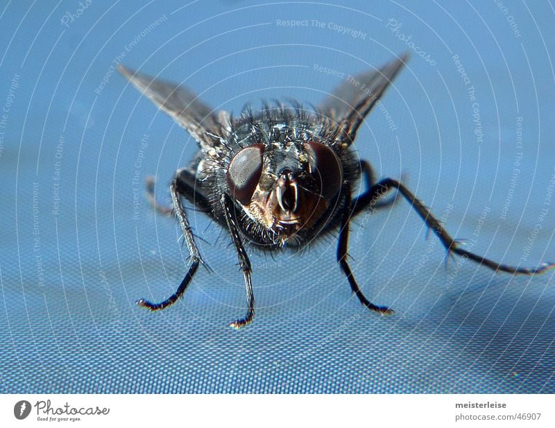 Fliege 01 Tier Insekt Makroaufnahme Innenaufnahme Nahaufnahme macroaufnahme meisterleise