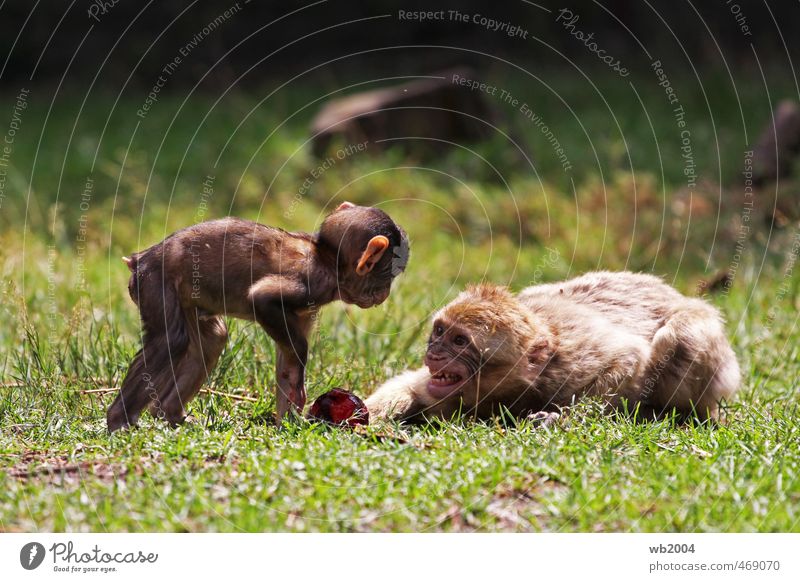 Finger weg ...! Tier Zoo Affe 2 Tierpaar Tierjunges liegen Aggression Neugier Neid Farbfoto Außenaufnahme Menschenleer Tag Tierporträt