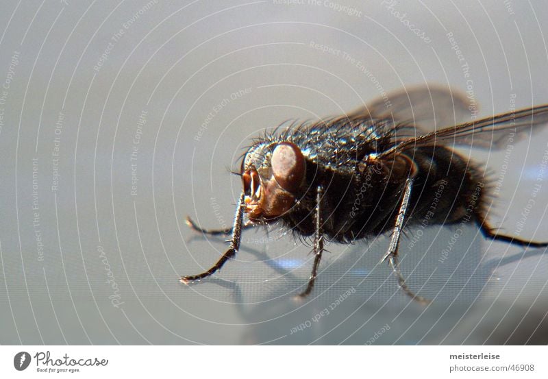 Fliege 02 Tier Insekt Makroaufnahme Innenaufnahme Nahaufnahme macroaufnahme meisterleise