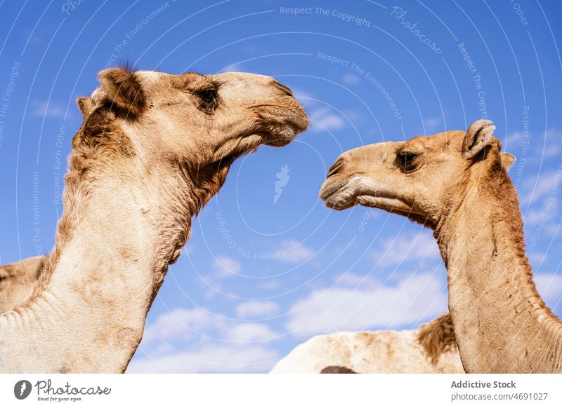 Kamele stehen gegen den blauen Himmel in der Wüste Camel Tier Wohnwagen Lebensraum Kreatur Blauer Himmel Bargeld wüst Viehbestand Herde Zaumzeug Farbe Zoologie