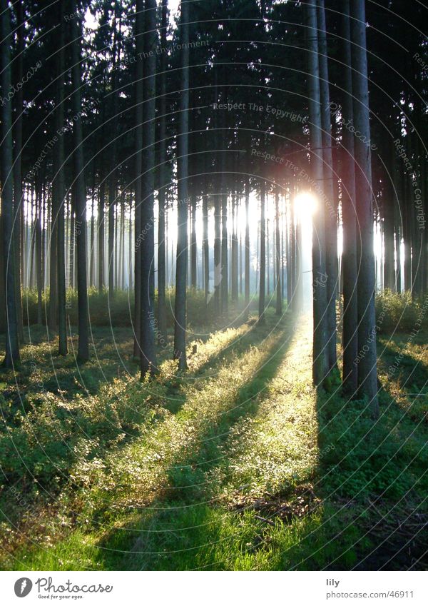 Märchenwald Wald ruhig Sonnenstrahlen Baum Einsamkeit Stimmung herbstsonne