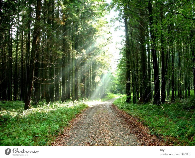 Märchenwald #2 Herbst Sonnenstrahlen Wald Baum Fußweg Einsamkeit Blatt herbstsonne Wege & Pfade