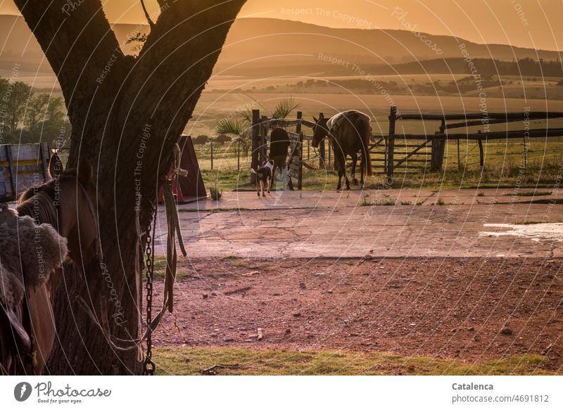 Morgens früh, Pferd, Hund und Reiter auf dem Weg zur Arbeit Nutztier Gras Natur Tier Tierhaltung Tageslicht Sommer Gaucho Farm Landwirtschaft Koppel Zaun