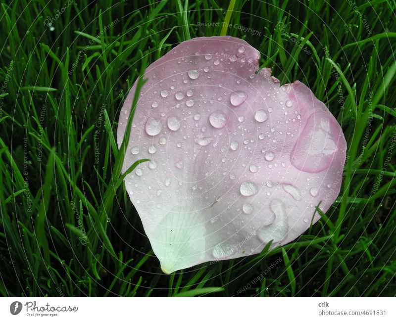 Rosenblütenblatt nach dem Regen Rosenblatt Wiese Gras Grashalme Regentropfen Wassertropfen rosa weiß grün natürlich abgefallenes Rosenblatt in der Wiese zart