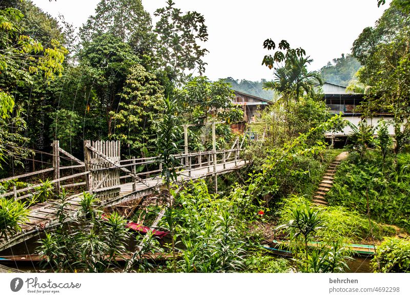 im regenwald Fernweh Baum Urwald Malaysia Ferien & Urlaub & Reisen Landschaft grün Umweltschutz Ferne Klima Klimawandel Pflanze fantastisch Paradies Asien