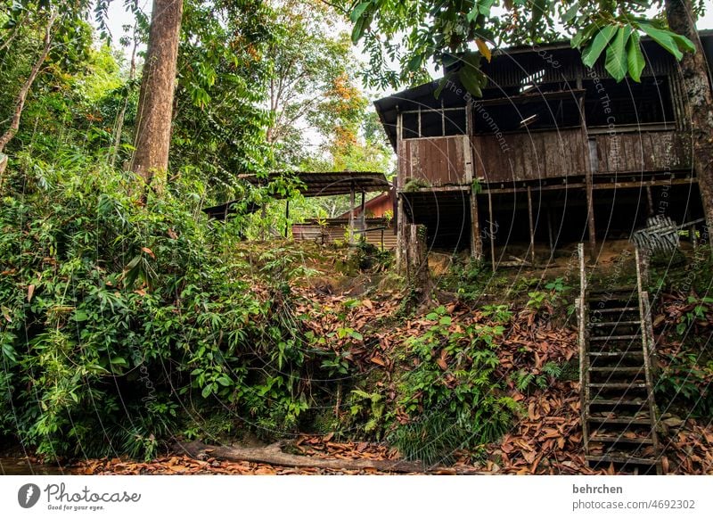 im regenwald Fernweh Baum Urwald Malaysia Ferien & Urlaub & Reisen Landschaft grün Umweltschutz Ferne Klima Klimawandel Pflanze fantastisch Paradies Asien