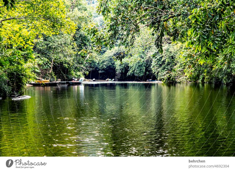 im regenwald Fernweh Baum Urwald Malaysia Ferien & Urlaub & Reisen Landschaft grün Umweltschutz Ferne Klima Klimawandel Pflanze fantastisch Paradies Asien