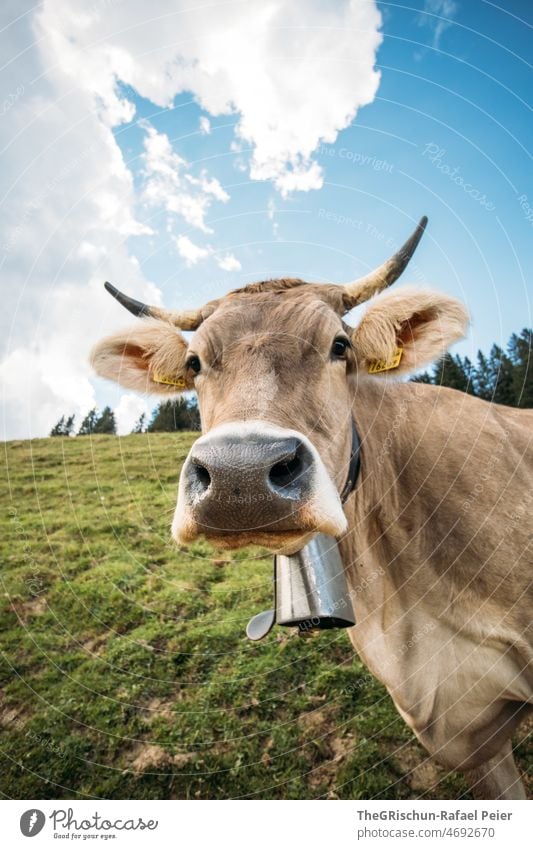 Kuh mit Hörner Schweiz - ein lizenzfreies Stock Foto von Photocase