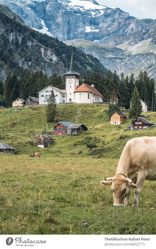 Kuh, Wiese, Kirche Weide Berge u. Gebirge Blume Gras Sommer grün Außenaufnahme Wolken Gebäude Häuser Alpen Alm weiden Essen grasen