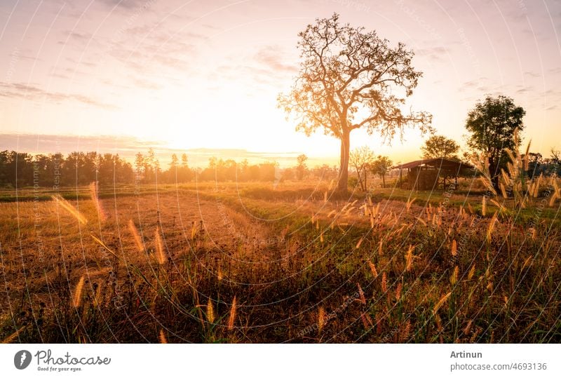 Landschaft des Reisfeldes mit Sonnenaufgang Licht am Morgen. Bäume und alte Hütte mit trockenen Strohballen in einem abgeernteten Reisfeld und Gras Blume. Landwirtschaftliches Feld. Heustapel für Tierfutter.