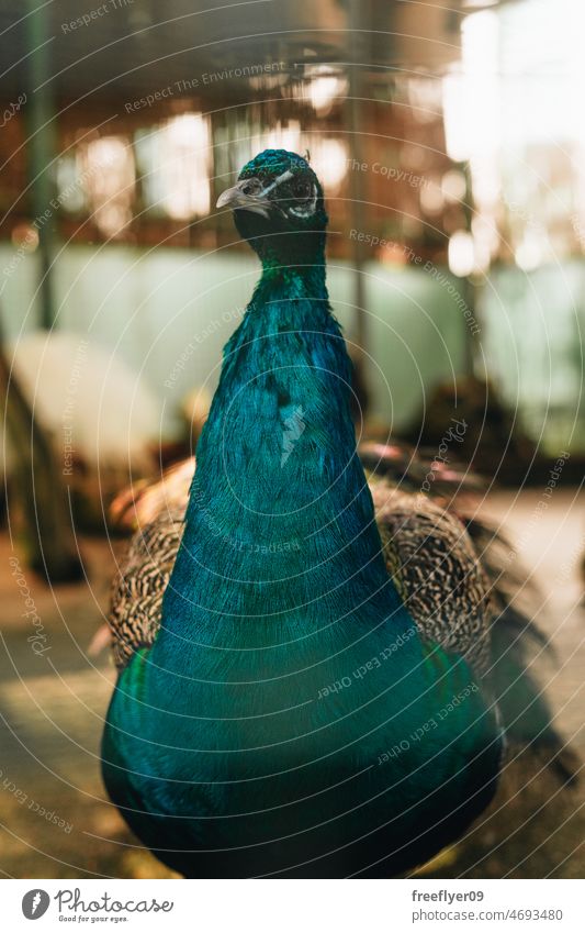 Porträt eines Pfaus auf einem Bauernhof schließen irisierend Brüterei Federn schön Vogel Textfreiraum tropisch Tierwelt majestätisch pulsierend Schönheit grün