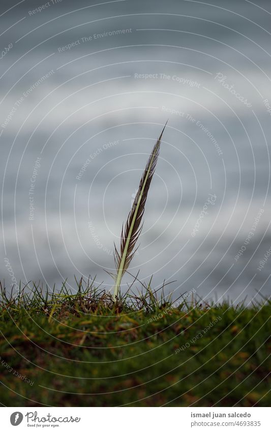 Möwenfeder am Strand Feder Gras Meer Küste Stimmung