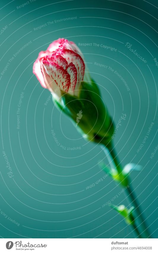 Makro Aufnahme einer Nelke vor grünem Hintergrund Blume Freisteller Blüte Pflanze Natur Nahaufnahme Farbfoto Hintergrund neutral Makroaufnahme Menschenleer
