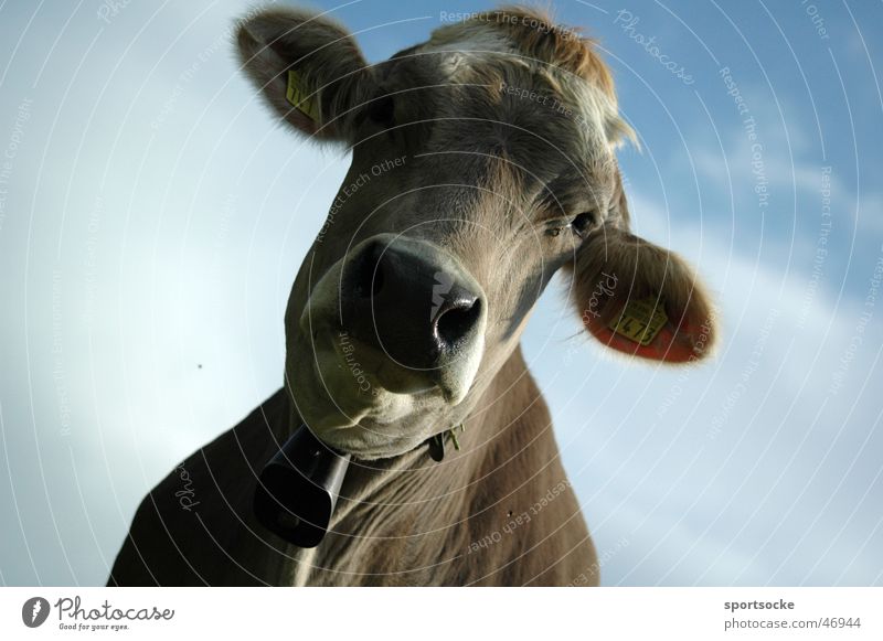 Crazy Cow Kuh Landwirtschaft Himmel