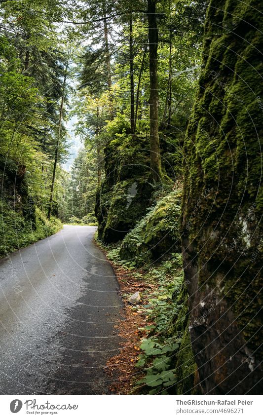 Strasse durch einen Wald Straße Felsen Baum Landschaft Natur Menschenleer Außenaufnahme grün Pflanze Sträucher