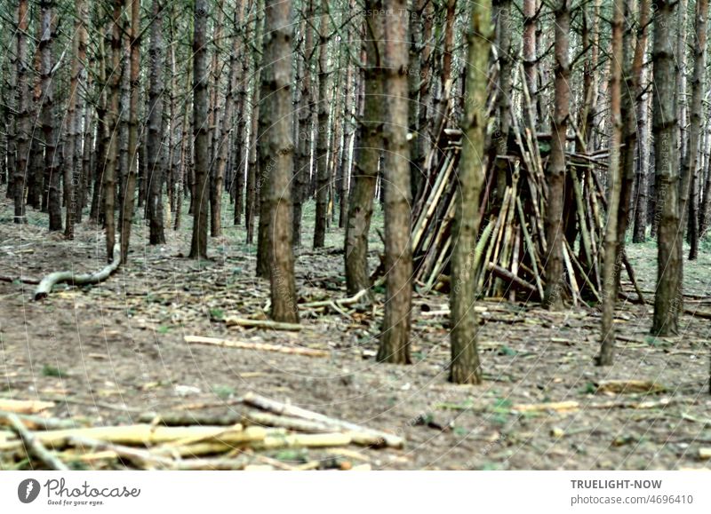 Holzhütte, Zelt, Baumhaus - ein auffälliges Versteck im Wald oder doch eine Schwitzhütte? Bäume Baumstämme kahl spielen bauen Waldhütte Äste Stämme Konstruktion