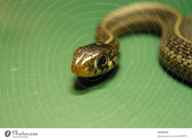 Babyschlange Reptil Tier Schlange snake