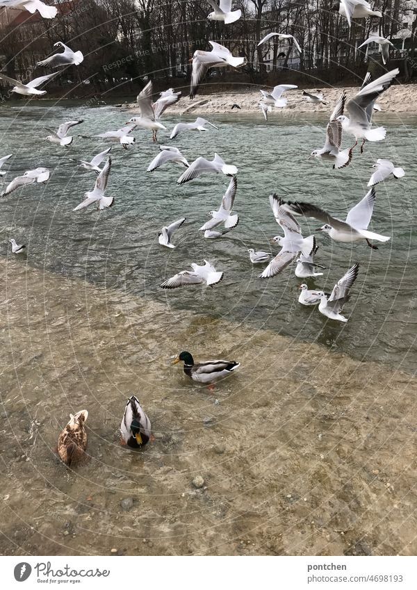 Möwen fliegen über die Isar. Enten schwimmen im fluß enten möwen Bayern München Gewässer Wasser Natur Dynamik Ufer vögel