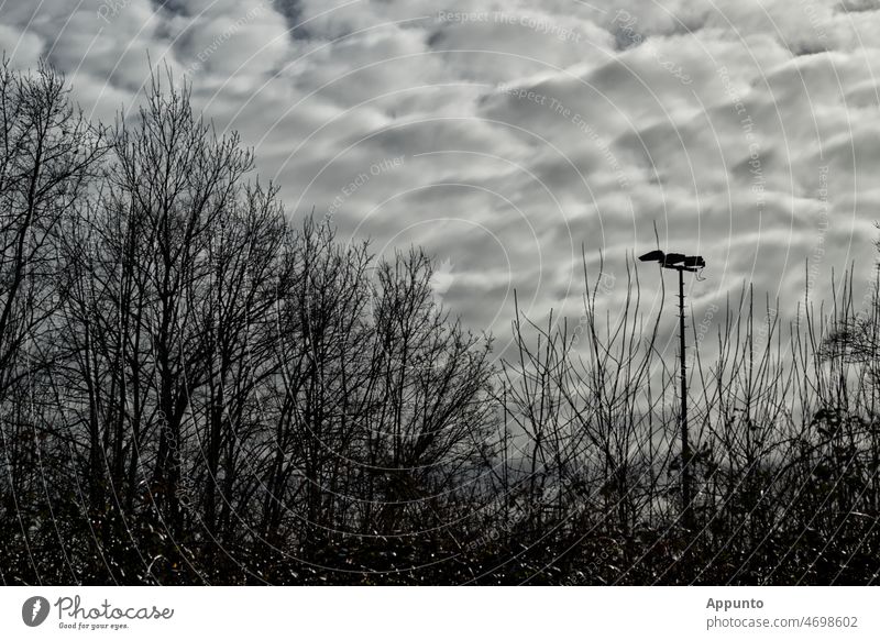 Lichtgraue Wolkenformation über Silhouetten von Bäumen und Flutlichtstrahler Sträucher Natur Wald Mast Himmel lichtgrau bewölkt hell Freilicht Freiheit blaugrau