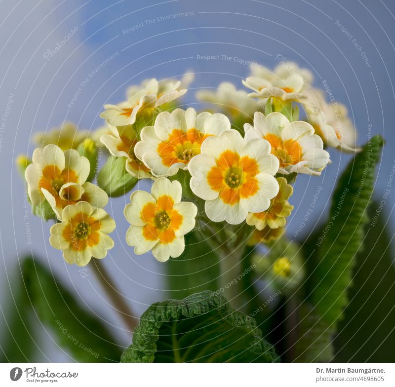 Gelbe Etagenprimel - Gartenprimel, Blütenstand im Frühjahr Primel gelb Frühjahrsblüher Blume Staude Sorte Primelsorte Hybride Züchtung Primula Primelgewächse