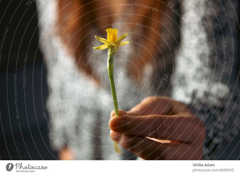 Frühlingsgrüße| Eine Hand überreicht eine kleine gelbe Narzisse Narzissen Gelbe Narzisse Blume Blüte Gruß Geschenk geben überreichen Blühend Frühblüher Ostern