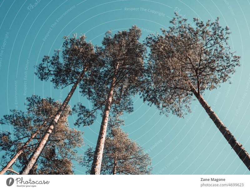 Bäume auf Himmel Hintergrund, Frühlingsspaziergang Natur Farbfoto grün Sonnenlicht Schönes Wetter Umwelt blau Landschaft Vintage-Stil Polaroid Filmmaterial