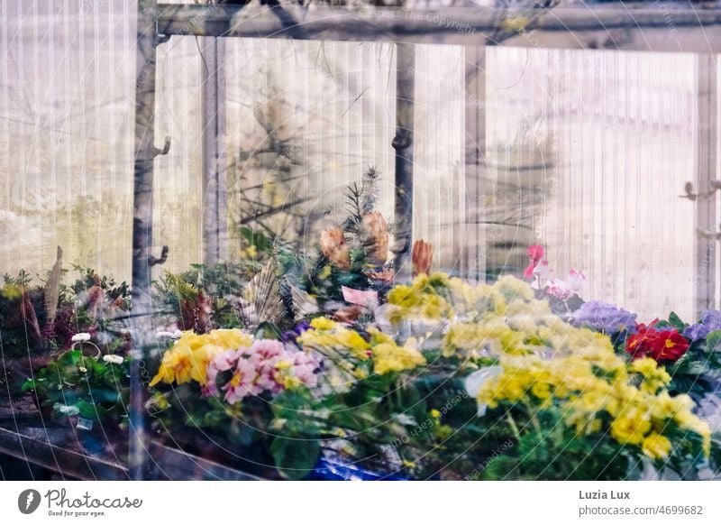 Frühlingsboten, Blick durch die Schaufensterscheibe einer alten Friedhofsgärtnerei Blumen Primeln gelb rosa rot hell Licht Garten gärtnern blühend Blüte